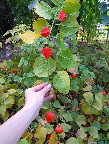 Сирень: Продаю саженцы. Сажать и пересаживать нижеперечисленное нужно весной — 11