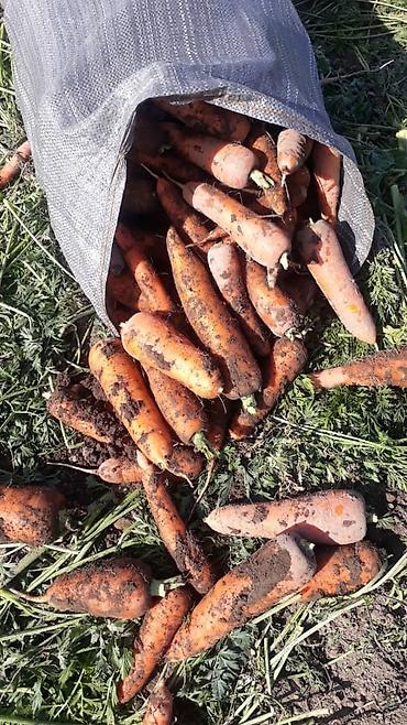 Промышленные холодильники и комплектующие: Сдаются в аренду холодильники промышленные для сельскохозяйственных — 16