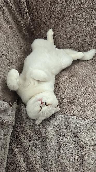 ragdoll pisik: Amerikan Shorthair, Erkək, Dişi, Ünvandan götürmə, Ödənişli çatdırılma — 2