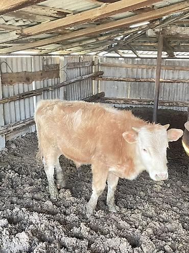 Коровы, быки: Продаю | Бык (самец) | Полукровка | На откорм — 2