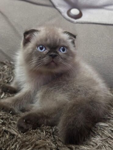 Pişiklər: Britan -da lalafo.az — 9 Pişiklər: Britan — 9