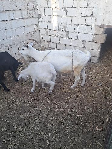 südlük inek satilir: Cins keçilər satlır qara keçi ərkəydi — 2