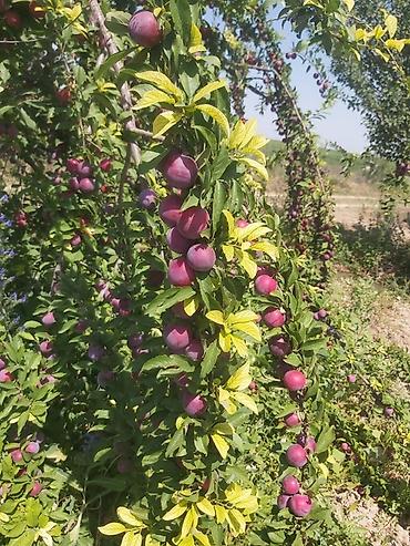 Малина: Продается участок 1 гектар!!! Из которого 60 сотых посажена малина 40 at lalafo.kg — 7 Малина: Продается участок 1 гектар!!! Из которого 60 сотых посажена малина 40 — 7