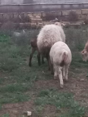 Qoyunlar, qoçlar: Salam heyavanlar satılır 3dənə balalı 1dənə tək 2si birinci qarın 2si — 5