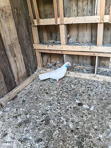 dekorativ goyərcin: Məhsul: Göyərçinlər (ağ və qarışıq rəngli növlər) Təsvir: - — 3