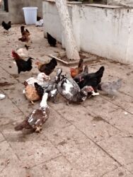 Ördəklər: Başlıq:Ev quşları Təsvir: Həyət quşları satılır: - Ördeyin xoruzu – — 9