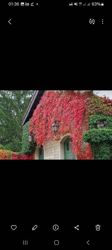 Садовые цветы и кустарники: Саженцы цветка: Плющ, Самовывоз — 9