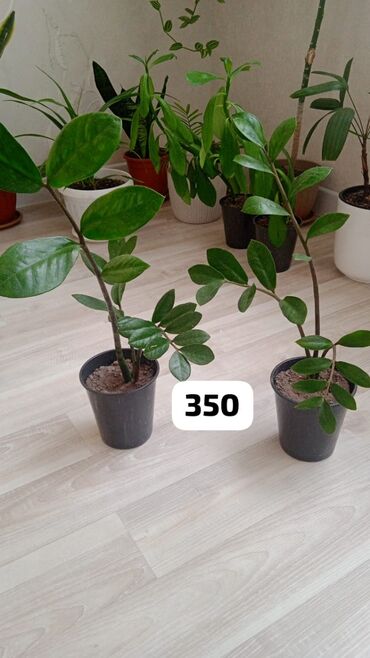 Другие комнатные растения: Продаю замиокулькасы или долларовые деревые разных размеров. Отличный