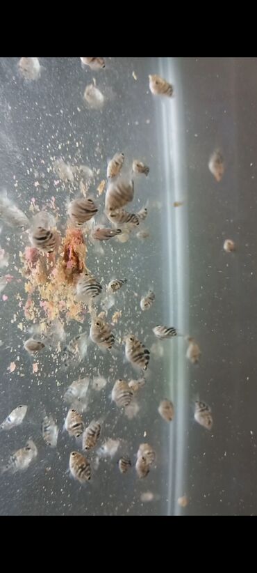 Balıqlar: Sülhsevər, Ünvandan götürmə, Ödənişli çatdırılma -da lalafo.az — 6 Balıqlar: Sülhsevər, Ünvandan götürmə, Ödənişli çatdırılma — 6