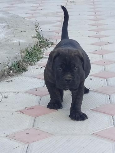 İtlər: Kane-Korso, 1 ay, Erkek, Sənədli, Pulsuz çatdırılma, Ünvandan götürmə, Rayonlara çatdırılma — 7