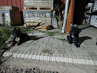 Продажа собак: Овчарка, 2 месяца, Самец — 7