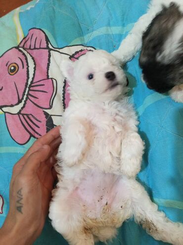Mitsubishi: Pudel, 1 ay, Dişi