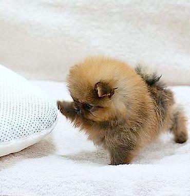 mini pincer: Şpitz, Ünvandan götürmə, Pulsuz çatdırılma, Ödənişli çatdırılma — 4