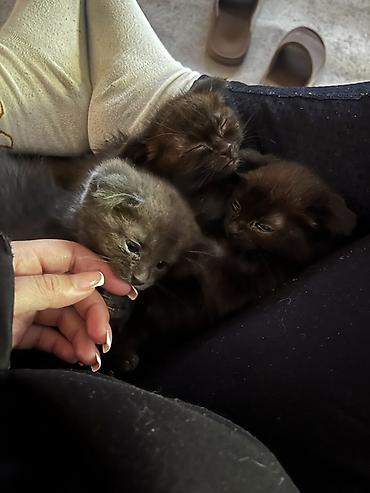 Продажа кошек: Скотиш Фолд (Шотландская вислоухая), 1 месяц, Девочка, Голубой, С прививками — 2