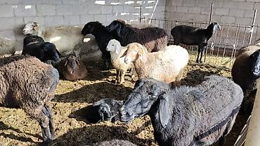 Коровы, быки: Продаю | Бык (самец) | На откорм | Привязанные — 8