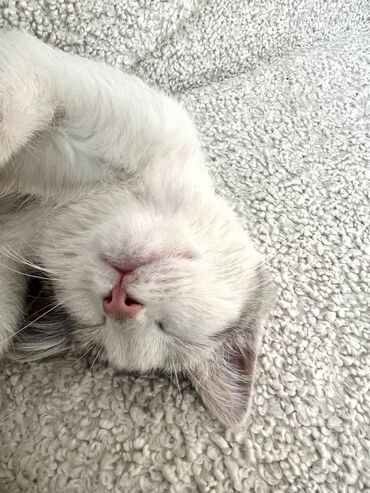 шотланские коты: Продаётся котенок породы Турецкий ван. Очень красивый умный и