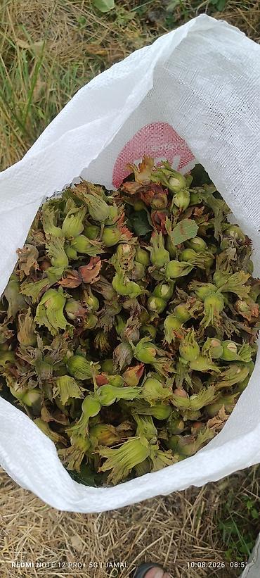 limon ağaçı: Xaçmaz rayonu, Hacıəhmədoba kəndində fındıq bağı satılır! 🌳 1500-2000 — 1