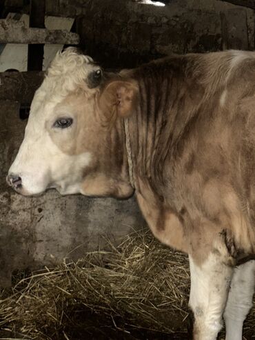 Inəklər, öküzlər: Erkək, il: 1, 100120 kq, Damazlıq, Ətlik, Ünvandan götürmə — 2