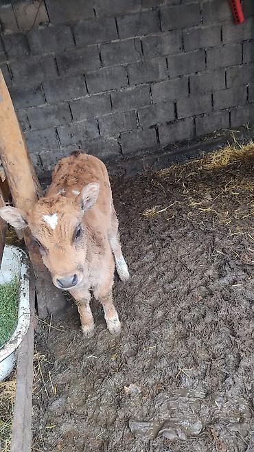 Коровы, быки: Продаю | Тёлка at lalafo.kg — 1 Коровы, быки: Продаю | Тёлка — 1