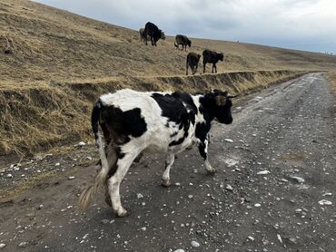 показы 1 354 72 договорная кошка даром британская короткошёрстная 1 год мальчик метис 2 позвонить написать: Продаю | Тёлка | Полукровка | На откорм | Привязанные