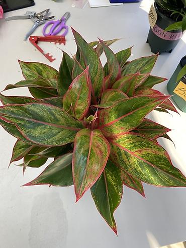 Аглаонемалар: Аглаонема (Aglaonema) декоративно-лиственная, сорт с розово-красными — 2