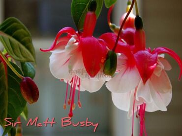 Другие комнатные растения: Продаю Детки!!! (укорененные черенки)сортовых,комнатных фуксий!Цена — 23