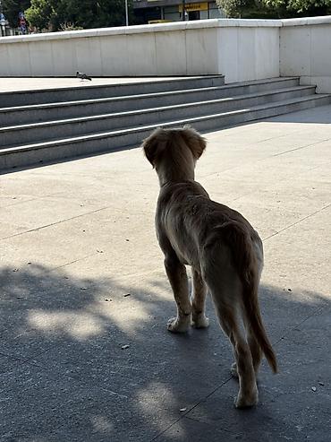 labrador retriever: Retriever, 5 ay — 3