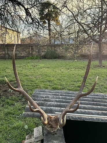 toyuq məhsulları: Məhsul: Təbii maral buynuzu (kəllə bazası ilə) Təsvir: - Böyük — 1