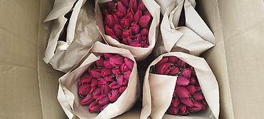 Тюльпан: Тюльпаны оптом - Цена: от 90 сом - Длина: 60 см - Тюльпаны с — 11