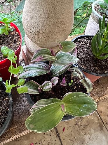 Otaq bitkiləri: Her cure guler var veregliyin baxin ancag xanimlara satiş olur Gencedi — 18