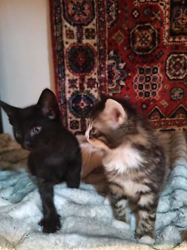 Pişiklər: Yaxşı əllərə — 10