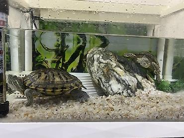 Akvariumlar: Dördbucaq akvarium, Balıqlarla birlikdə, 12 l, Ünvandan götürmə — 5