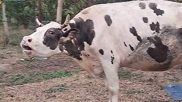 Inəklər, öküzlər: Üçüncü qarına doğacaq oktyabrın 20 si 9 ayı olacaq — 5