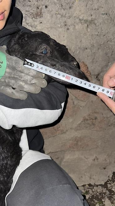 Баран, овца: Продаю | Овца (самка), Ягненок, Баран (самец) | Арашан | Для разведения — 25