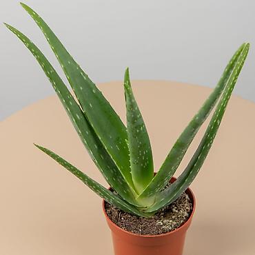 сок алое: Продам Алое 3летний лечебные — 1