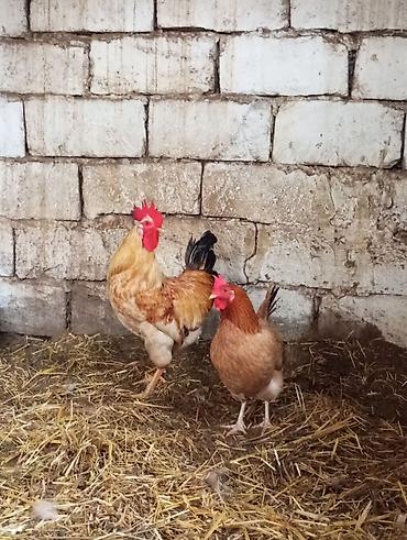 cuce satiwi: Salam 1dənə kənd xoruzu və1dənə toyuqu cüt satılır ünvan maşdaxa — 4