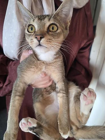 абиссины: Продам котёнка! 🐱 Очень активный, игривый и энергичный малыш — 3