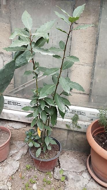 çilədağı bitkisi qiyməti: Satılır: dekorativ saksı bitkiləri dəsti - Schefflera arboricola — 2