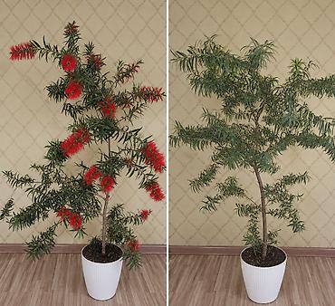 молочай гулу: Каллистемон (Bottlebrush) в декоративном кашпо - Крупное — 1