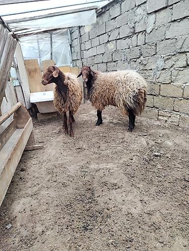 heyvan bazari keci: 2 əlkey qala qoçu Qurbanligada yarıyır tumluğada əldə saxlanılıb arpa — 3