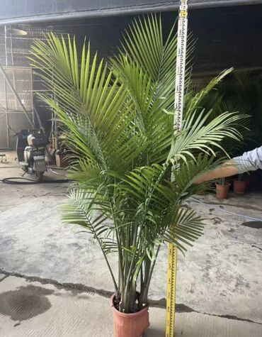 Другие комнатные растения: Пальмы,ДраценыКофейные деревья, и тд. Растения для интерьера — 5