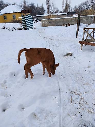 Коровы, быки: Продаю | Тёлка, Музоо, торпок | Для разведения, Для молока | Искусственник — 8