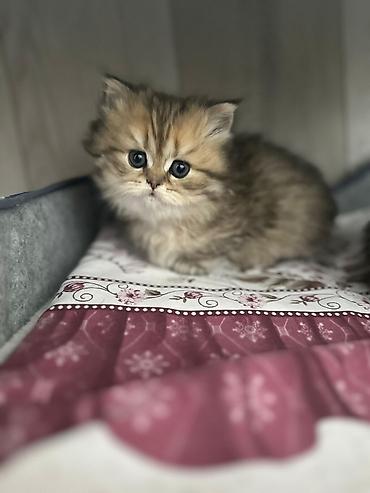 Pişiklər: Tabbi — 8