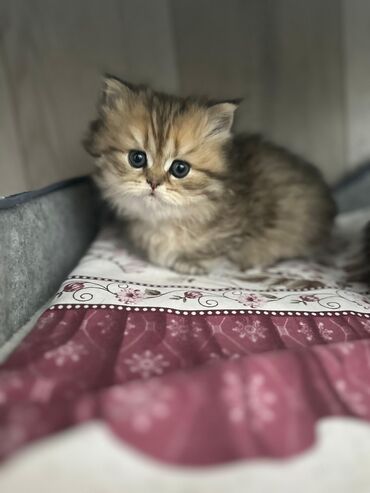 Pişiklər: Şinşilla, Dişi, Erkək, Yaxşı əllərə, Ödənişli çatdırılma, Ünvandan götürmə, Pulsuz çatdırılma — 1