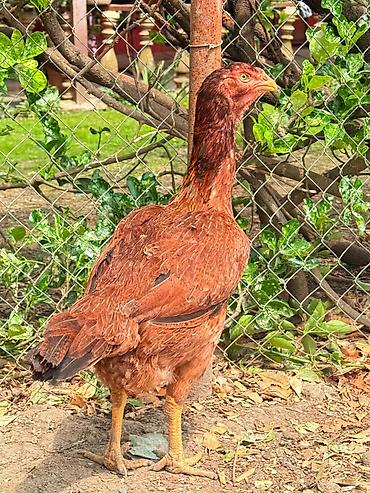 Xoruzlar: Her qiymete var — 9