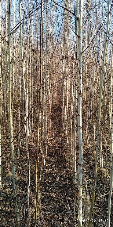 Декоративные деревья: Саженцы деревьев: Берёзы — 10