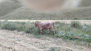 Продажа собак: Продаю | Корова (самка) | Полукровка | Для разведения — 6