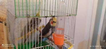 quş qaz: Nymph parakitləri (cockatiel) – cüt - Növ: Nymphicus hollandicus — 1