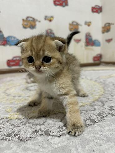 Кошки: Шотландская — 1