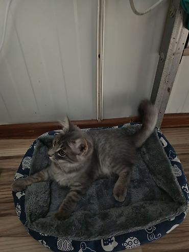 ordək balası və cucə: 🐱 Şotland pişiyi satılır ✨ Şirin və baxımlıdır 🥰 📦 Üstündə olan — 2